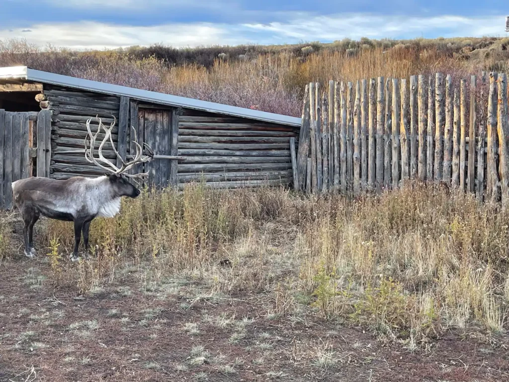 Colorado Reindeer Ranch reindeer in Coalmont, CO